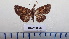  ( - LEPANT20-628)  @11 [ ] Copyright (2023) Francis Deknuydt Personal Collection of Francis Deknuydt