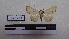  ( - LEPANT20-097)  @11 [ ] Copyright (2020) Francis Deknuydt Personal Collection of F. Deknuydt