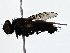  ( - BIOUG79401-A01)  @11 [ ] CreativeCommons - Attribution (2022) CBG Photography Group Centre for Biodiversity Genomics