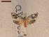  ( - CLV750916)  @11 [ ] CreativeCommons  Attribution Non-Commercial Share-Alike (2019) Carlos Lopez Vaamonde Institut National de la Recherche Agronomique, Zoologie Forestiere