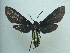 ( - KLM Lep 03820)  @14 [ ] CreativeCommons  Attribution Non-Commercial Share-Alike (2015) Christian Wieser Landesmuseum Kärnten