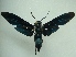  (Phaeosphecia - KLM Lep 03822)  @14 [ ] CreativeCommons  Attribution Non-Commercial Share-Alike (2015) Christian Wieser Landesmuseum Kärnten
