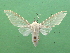  ( - KLM Lep 03874)  @13 [ ] CreativeCommons  Attribution Non-Commercial Share-Alike (2015) Christian Wieser Landesmuseum Kärnten