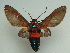  ( - KLM Lep 03889)  @14 [ ] CreativeCommons  Attribution Non-Commercial Share-Alike (2015) Christian Wieser Landesmuseum Kärnten