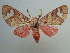  (Zatrephes rufescens - KLM Lep 03896)  @14 [ ] CreativeCommons  Attribution Non-Commercial Share-Alike (2015) Christian Wieser Landesmuseum Kärnten