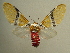  ( - KLM Lep 03899)  @11 [ ] CreativeCommons  Attribution Non-Commercial Share-Alike (2015) Christian Wieser Landesmuseum Kärnten