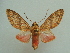  ( - KLM Lep 03922)  @13 [ ] CreativeCommons  Attribution Non-Commercial Share-Alike (2015) Christian Wieser Landesmuseum Kärnten