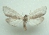  (Agylla subvoluta - KLM Lep 03956)  @14 [ ] CreativeCommons  Attribution Non-Commercial Share-Alike (2015) Christian Wieser Landesmuseum Kärnten