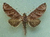  ( - KLM Lep 04087)  @14 [ ] CreativeCommons  Attribution Non-Commercial Share-Alike (2015) Christian Wieser Landesmuseum Kärnten