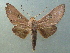  ( - KLM Lep 04090)  @14 [ ] CreativeCommons  Attribution Non-Commercial Share-Alike (2015) Christian Wieser Landesmuseum Kärnten
