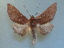  ( - KLM Lep 04111)  @14 [ ] CreativeCommons  Attribution Non-Commercial Share-Alike (2015) Christian Wieser Landesmuseum Kärnten