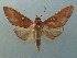  ( - KLM Lep 04113)  @14 [ ] CreativeCommons  Attribution Non-Commercial Share-Alike (2015) Christian Wieser Landesmuseum Kärnten