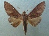  (Hapigia simplex - KLM Lep 04114)  @14 [ ] CreativeCommons  Attribution Non-Commercial Share-Alike (2015) Christian Wieser Landesmuseum Kärnten
