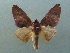  (Hapigia aymara - KLM Lep 04115)  @12 [ ] CreativeCommons  Attribution Non-Commercial Share-Alike (2015) Christian Wieser Landesmuseum Kärnten