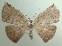  (Oxydia cyclopeata - KLM Lep 04221)  @14 [ ] CreativeCommons  Attribution Non-Commercial Share-Alike (2015) Christian Wieser Landesmuseum Kärnten
