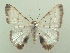  (Berberodes cassiteris - KLM Lep 04224)  @14 [ ] CreativeCommons  Attribution Non-Commercial Share-Alike (2015) Christian Wieser Landesmuseum Kärnten