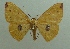  (Semaeopus perpolitaria - KLM Lep 04230)  @14 [ ] CreativeCommons  Attribution Non-Commercial Share-Alike (2015) Christian Wieser Landesmuseum Kärnten