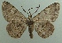  ( - KLM Lep 04239)  @13 [ ] CreativeCommons  Attribution Non-Commercial Share-Alike (2015) Christian Wieser Landesmuseum Kärnten