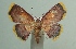  ( - KLM Lep 04316)  @13 [ ] CreativeCommons  Attribution Non-Commercial Share-Alike (2015) Christian Wieser Landesmuseum Kärnten