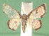  (Tricentra brunneomarginata - KLM Lep 04325)  @13 [ ] CreativeCommons  Attribution Non-Commercial Share-Alike (2015) Christian Wieser Landesmuseum Kärnten