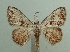  (Idaea fervens - KLM Lep 04335)  @14 [ ] CreativeCommons  Attribution Non-Commercial Share-Alike (2015) Christian Wieser Landesmuseum Kärnten