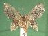  (Idaea angulata - KLM Lep 04354)  @14 [ ] CreativeCommons  Attribution Non-Commercial Share-Alike (2015) Christian Wieser Landesmuseum Kärnten