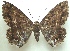  (Letis melba - KLM Lep 04372)  @14 [ ] CreativeCommons  Attribution Non-Commercial Share-Alike (2015) Christian Wieser Landesmuseum Kärnten
