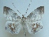  ( - KLM Lep 04387)  @13 [ ] CreativeCommons  Attribution Non-Commercial Share-Alike (2015) Christian Wieser Landesmuseum Kärnten