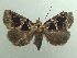  (Athyrma adjutrix - KLM Lep 04411)  @13 [ ] CreativeCommons  Attribution Non-Commercial Share-Alike (2015) Christian Wieser Landesmuseum Kärnten