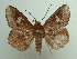  ( - KLM Lep 04461)  @14 [ ] CreativeCommons  Attribution Non-Commercial Share-Alike (2015) Christian Wieser Landesmuseum Kärnten