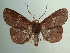  (Oxidercia thermeola - KLM Lep 04483)  @14 [ ] CreativeCommons  Attribution Non-Commercial Share-Alike (2015) Christian Wieser Landesmuseum Kärnten