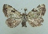  ( - KLM Lep 04501)  @12 [ ] CreativeCommons  Attribution Non-Commercial Share-Alike (2015) Christian Wieser Landesmuseum Kärnten