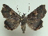 ( - KLM Lep 04505)  @14 [ ] CreativeCommons  Attribution Non-Commercial Share-Alike (2015) Christian Wieser Landesmuseum Kärnten