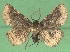  (Prosoparia marginata - KLM Lep 04611)  @14 [ ] CreativeCommons  Attribution Non-Commercial Share-Alike (2015) Christian Wieser Landesmuseum Kärnten
