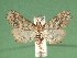  (Lascoria cristata - KLM Lep 04642)  @13 [ ] CreativeCommons  Attribution Non-Commercial Share-Alike (2015) Christian Wieser Landesmuseum Kärnten