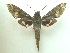  (Xylophanes chiron - KLM Lep 04753)  @14 [ ] CreativeCommons  Attribution Non-Commercial Share-Alike (2015) Christian Wieser Landesmuseum Kärnten