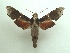  ( - KLM Lep 04756)  @14 [ ] CreativeCommons  Attribution Non-Commercial Share-Alike (2015) Christian Wieser Landesmuseum Kärnten