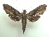  ( - KLM Lep 04771)  @13 [ ] CreativeCommons  Attribution Non-Commercial Share-Alike (2015) Christian Wieser Landesmuseum Kärnten