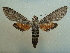  ( - KLM Lep 04775)  @14 [ ] CreativeCommons  Attribution Non-Commercial Share-Alike (2015) Christian Wieser Landesmuseum Kärnten