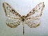  (Macrosoma tipulata - KLM Lep 04782)  @14 [ ] CreativeCommons  Attribution Non-Commercial Share-Alike (2015) Christian Wieser Landesmuseum Kärnten