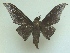  ( - KLM Lep 04841)  @13 [ ] CreativeCommons  Attribution Non-Commercial Share-Alike (2015) Christian Wieser Landesmuseum Kärnten