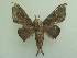  ( - KLM Lep 04843)  @12 [ ] CreativeCommons  Attribution Non-Commercial Share-Alike (2015) Christian Wieser Landesmuseum Kärnten