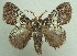  ( - KLM Lep 04877)  @14 [ ] CreativeCommons  Attribution Non-Commercial Share-Alike (2015) Christian Wieser Landesmuseum Kärnten