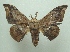  (Gonogramma submarcata - KLM Lep 04926)  @14 [ ] CreativeCommons  Attribution Non-Commercial Share-Alike (2015) Christian Wieser Landesmuseum Kärnten