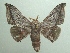  (Gonogramma - KLM Lep 04929)  @15 [ ] CreativeCommons  Attribution Non-Commercial Share-Alike (2015) Christian Wieser Landesmuseum Kärnten