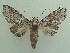  ( - KLM Lep 05706)  @13 [ ] CreativeCommons  Attribution Non-Commercial Share-Alike (2016) Christian Wieser Landesmuseum Kärnten