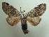  ( - KLM Lep 05713)  @14 [ ] CreativeCommons  Attribution Non-Commercial Share-Alike (2016) Christian Wieser Landesmuseum Kärnten