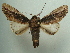  (Schizura klagesi - KLM Lep 05718)  @14 [ ] CreativeCommons  Attribution Non-Commercial Share-Alike (2016) Christian Wieser Landesmuseum Kärnten