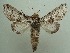  ( - KLM Lep 05721)  @13 [ ] CreativeCommons  Attribution Non-Commercial Share-Alike (2016) Christian Wieser Landesmuseum Kärnten