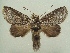  ( - KLM Lep 05747)  @14 [ ] CreativeCommons  Attribution Non-Commercial Share-Alike (2016) Christian Wieser Landesmuseum Kärnten